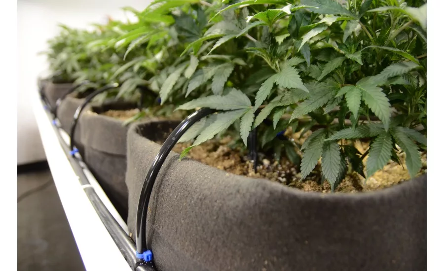 Cannabis irrigation. Courtesy of FOCUS.