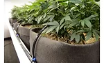 Cannabis irrigation. Courtesy of FOCUS.
