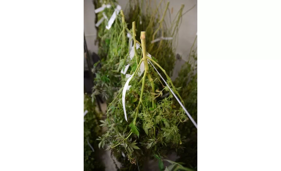 Cannabis plants drying