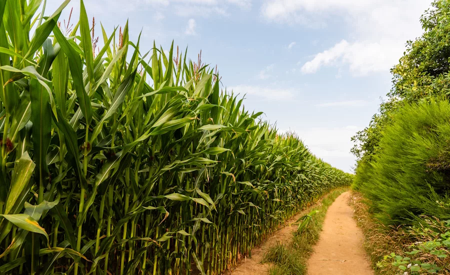 Image of a cornfield