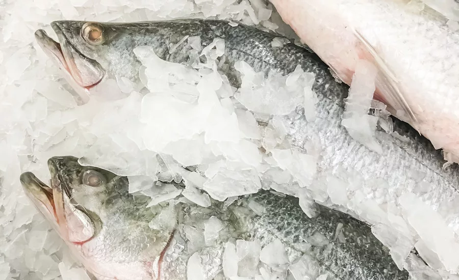 Image of fish on ice