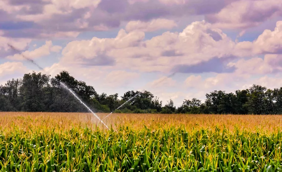 Image of corn field being watered by sprinklers