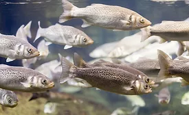 Image of grey mullet swimming in water
