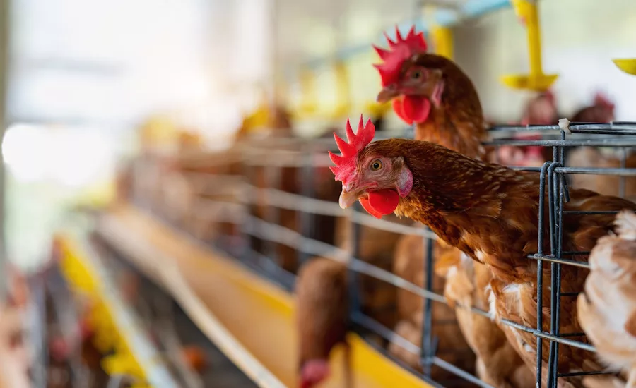 Hens in a poultry factory