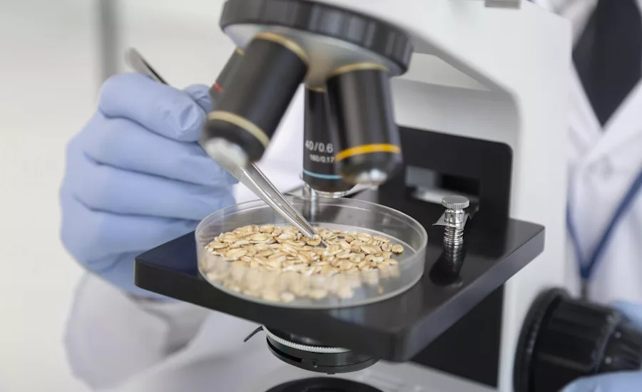 Scientist inspecting food substance with microscope
