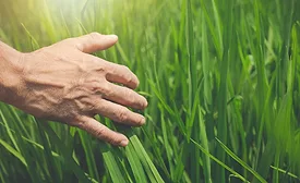 Hand of a person inspecting a crop in the field