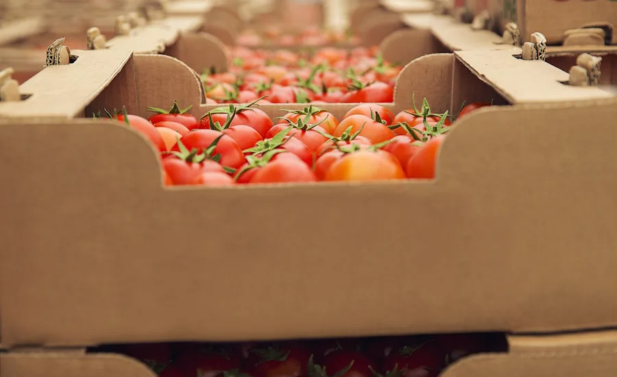 Tomatoes in cardboard boxes as would be found in produce wholesale terminal