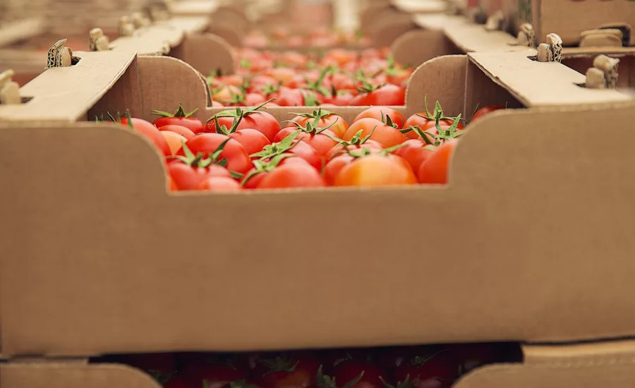 Tomatoes in cardboard boxes as would be found in produce wholesale terminal