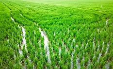 Image of a rice field