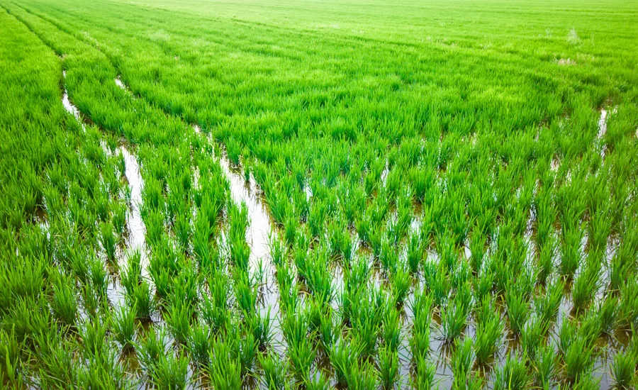 Image of a rice field