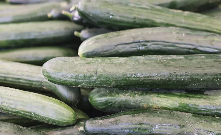 Image of stacked, harvested cucumbers