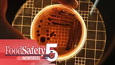 the bacterium Klebsiella pneumoniae