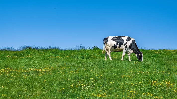 dairy cow grazing