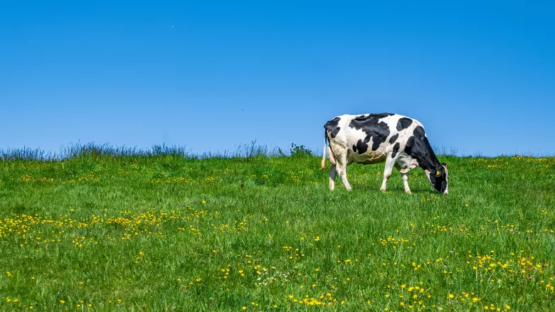 dairy cow grazing