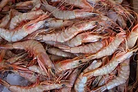 Shrimp