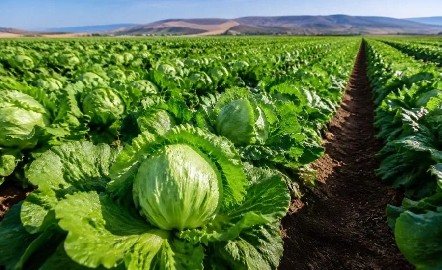 field of lettuce_Getty Images AI Santoshi Muriki.jpg field of lettuce