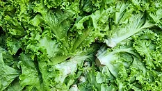 lettuce leaves up close_I Baihaqi via Unsplash.png lettuce leaves up close