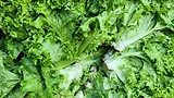 lettuce leaves up close_I Baihaqi via Unsplash.png lettuce leaves up close