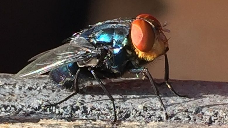 FSIS Updates Veterinary Drug Residue Surveillance in Response to New World Screwworm