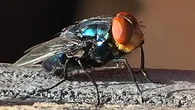 New World screwworm fly