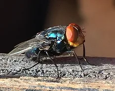 New World Screwworm fly