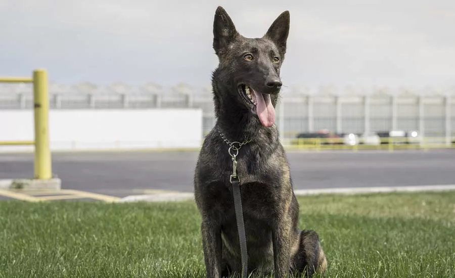 NatureFresh Farms Pest Management