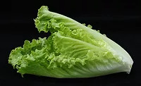 romaine lettuce romaine lettuce