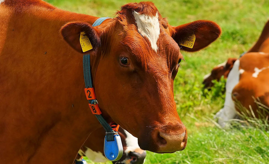 cow with RFID tags