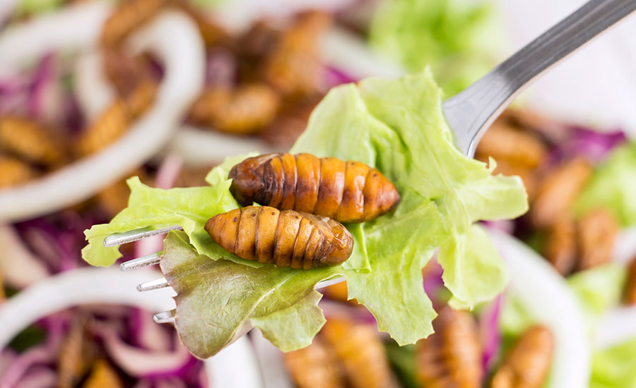 Edible Insects as a Potential Food Source: Benefits vs. Food Safety Issues