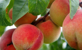 peaches growing on tree