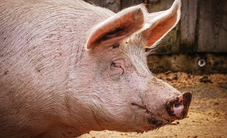 Scientists Find Various Impacts of Related Salmonella Variants 2021