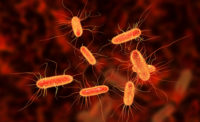 Escherichia coli E. coli