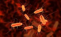 Escherichia coli E. coli