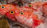 orange fish orange fish