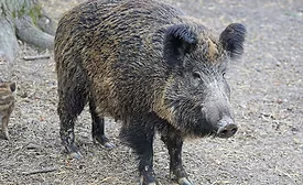 wild boar