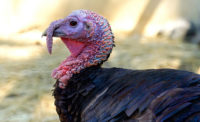 turkey generic image
