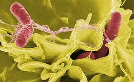 Salmonella, bacteria