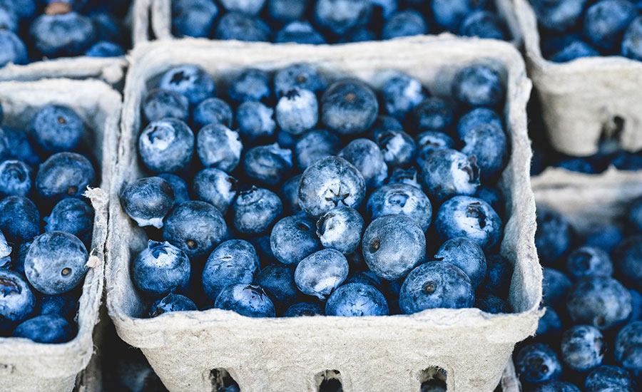 Researchers Evaluate Blueberry Harvesting Food Safety Challenges