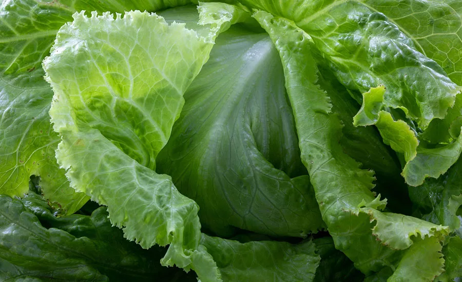 lettuce greens