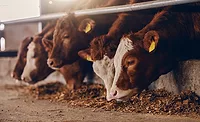 cattle cattle