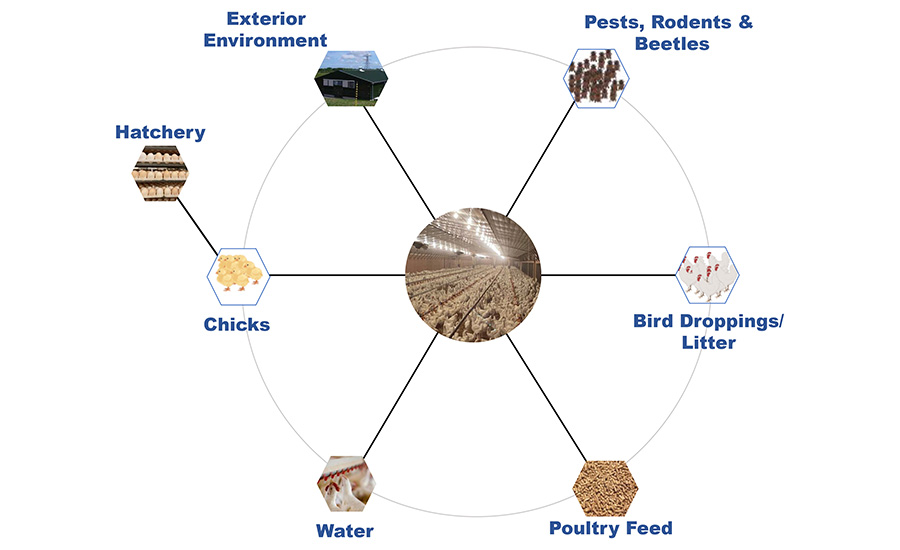 Sources of Salmonella in the Poultry Production System