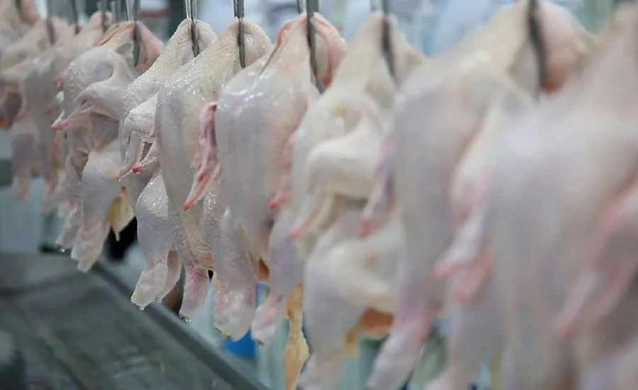 chicken processing