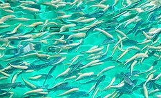 Farm-Raised Fish and Seafood Farm-Raised Fish and Seafood
