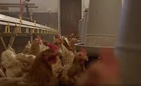 chickens