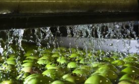 apples being washed