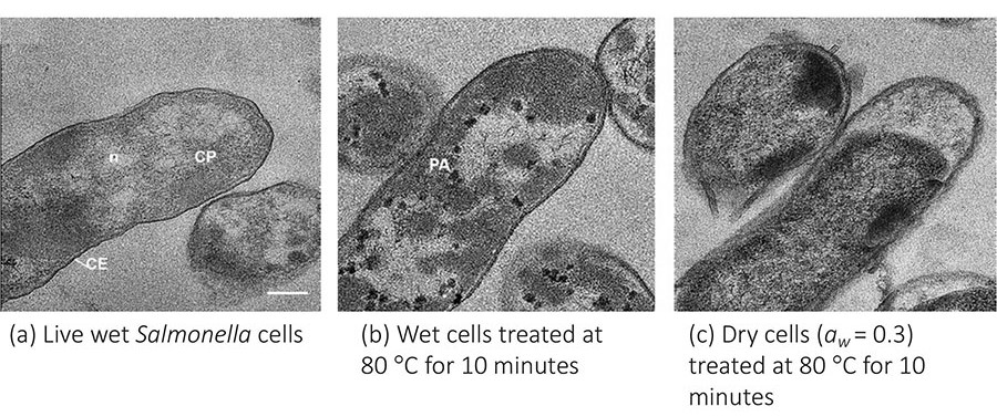 Representative transmission electron micrographs of thin‐sectioned Salmonella Enteritidis PT30 cells after treatments