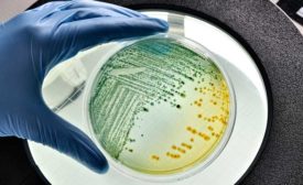 rapid microbiological methods (RMM) in food safety testing
