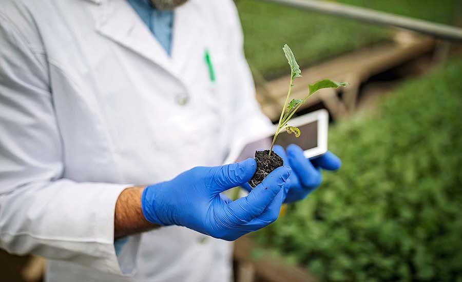 man holding a plant growing out of its' root man holding a plant growing out of its' root