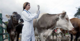 vet vaccinating cows
