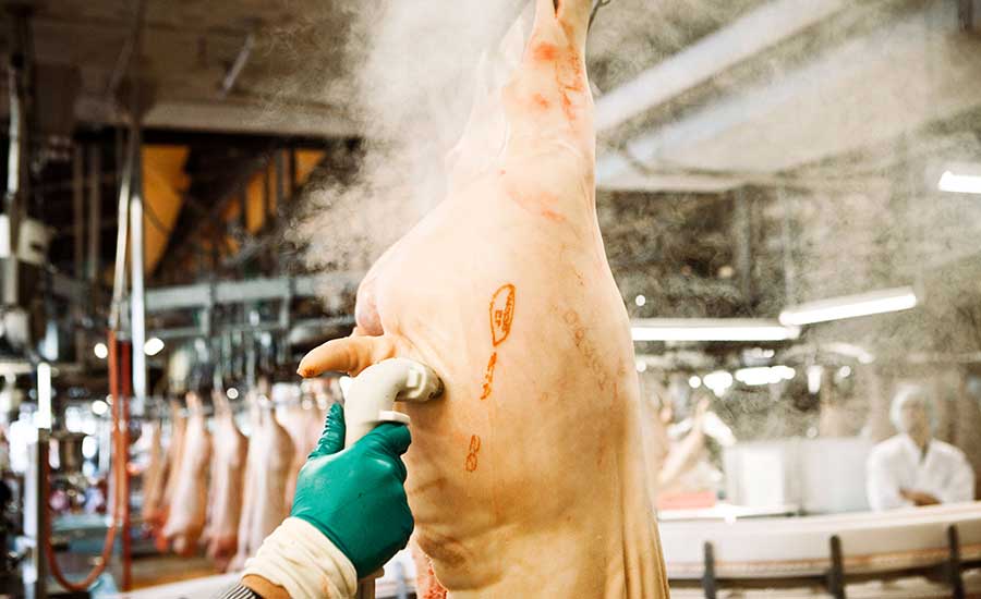 Steam Vacuuming of Pig Carcass
